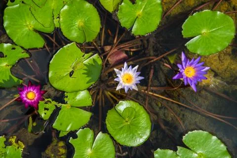 Lotus in the basin Stock Photos