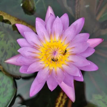 Lotus with bee Stock Photos