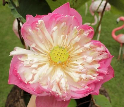 Lotus bloom Stock Photos