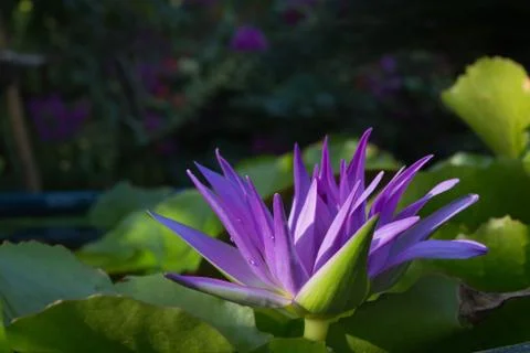 Lotus bloom Stock Photos