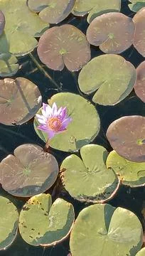 The lotus is blooming Stock Photos