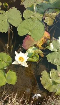 The lotus is blooming Stock Photos