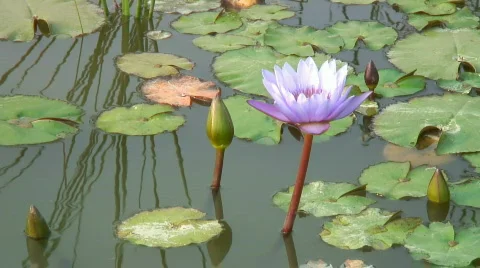 Lotus blossom Stock Footage 573383
