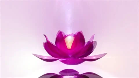 Lotus Blossom Stock Footage 10894370