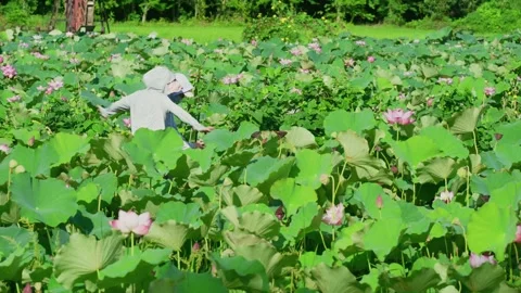 Lotus blossoms close view Video stock 347501135
