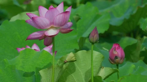 Lotus blossoms opening up Stock-Footage 347501276