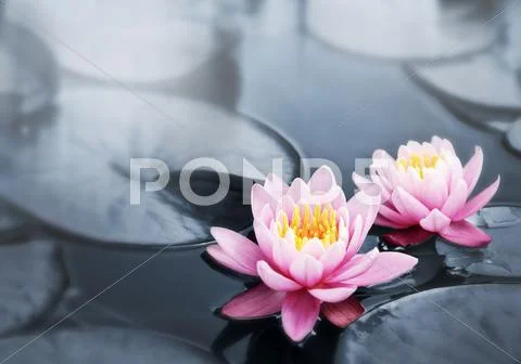 Lotus blossoms Stock Photos