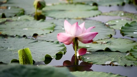 Lotus blossoms in summer ponds sway in the breeze Stock Footage 158410053