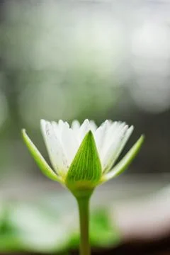 Lotus with blurred background. Stock Photos