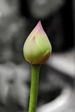 Lotus bud Stock Photos