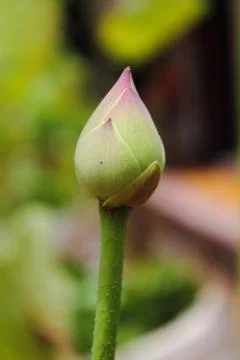 Lotus bud Foto stock