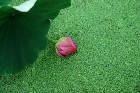 Lotus bud Stock Photos