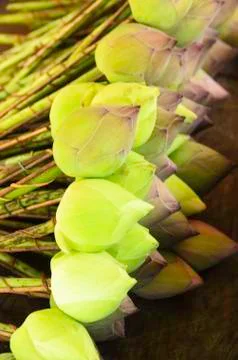 Lotus bud Stock Photos