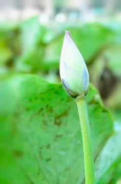 Lotus bud Stock Photos