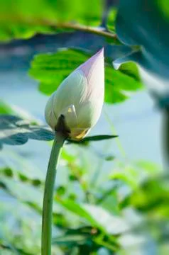 Lotus bud Stock Photos