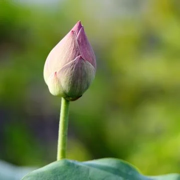 Lotus Bud Stock Photos