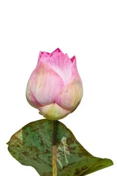 Lotus bud. Stock Photos