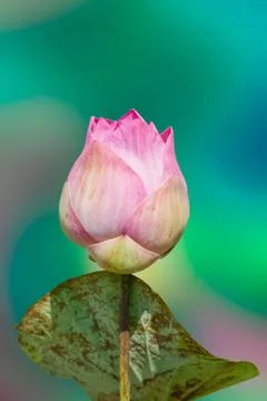 Lotus bud. Stock Photos