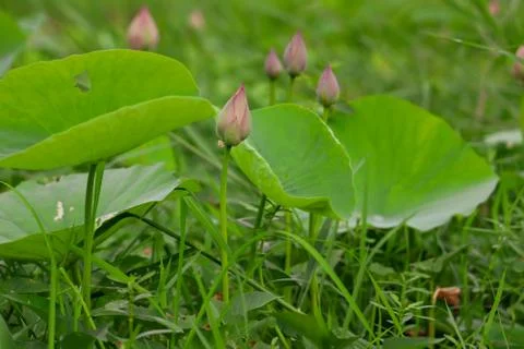 Lotus bud Stock Photos