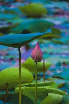 Lotus bud Stock Photos