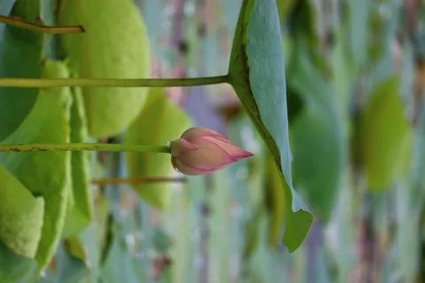 Lotus bud Stock Photos