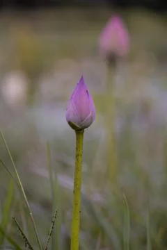 Lotus bud Stock Photos