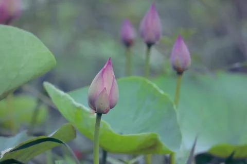 Lotus bud Stock Photos