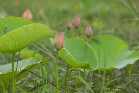 Lotus bud Stock Photos