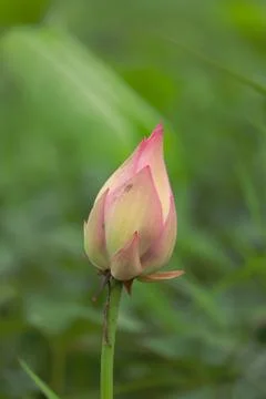 Lotus bud Stock Photos