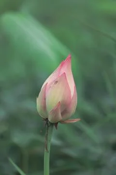 Lotus bud Stock Photos