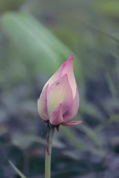 Lotus bud Stock Photos