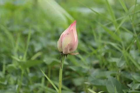 Lotus bud Stock Photos