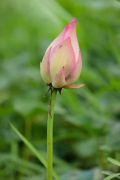 Lotus bud Stock Photos
