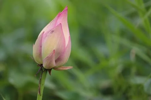 Lotus bud Stock Photos