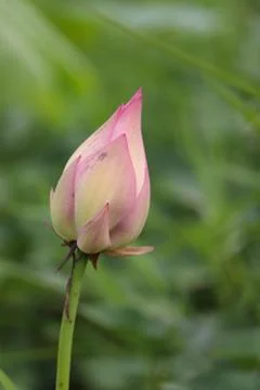 Lotus bud Stock Photos