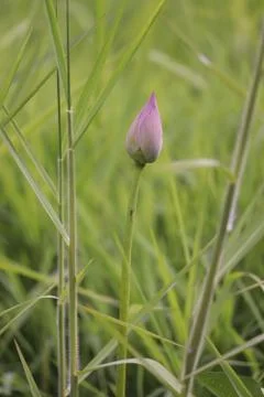 Lotus bud Stock Photos