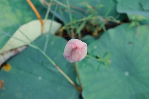 Lotus bud Stock Photos