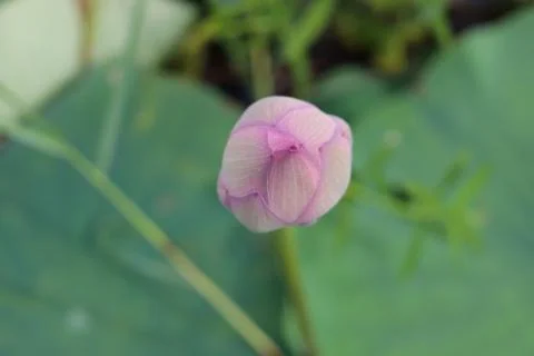 Lotus bud Stock Photos