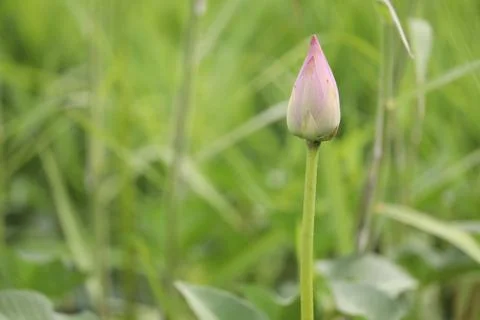 Lotus bud Stock Photos