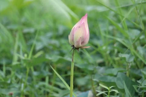 Lotus bud Stock Photos