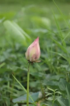 Lotus bud Stock Photos