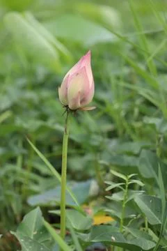Lotus bud Stock Photos