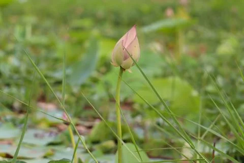 Lotus bud Stock Photos