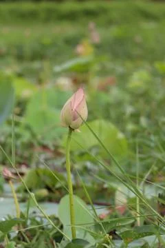 Lotus bud Stock Photos