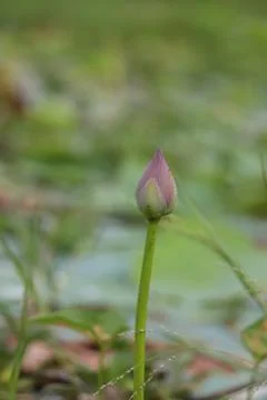 Lotus bud Stock Photos