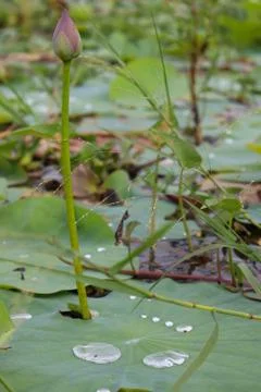 Lotus bud Stock Photos