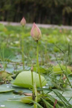 Lotus bud Stock Photos