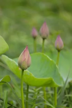 Lotus bud Stock Photos