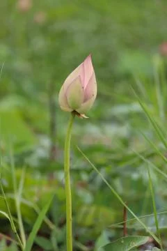 Lotus bud Stock Photos