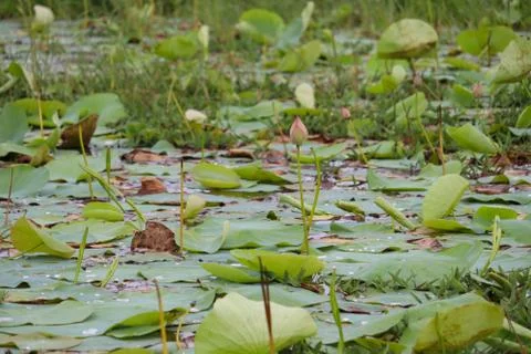 Lotus bud Stock Photos